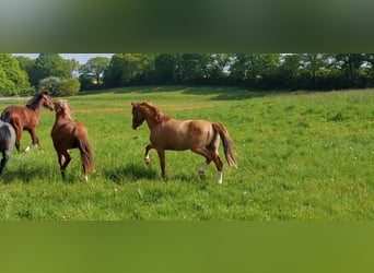 Deutsches Reitpony, Hengst, 2 Jahre, 146 cm, Fuchs