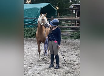 Deutsches Reitpony, Hengst, 2 Jahre, 146 cm, Palomino