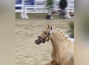 Deutsches Reitpony, Hengst, 2 Jahre, 146 cm, Palomino