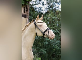 Deutsches Reitpony, Hengst, 2 Jahre, 146 cm, Perlino