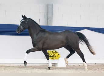 Deutsches Reitpony, Hengst, 2 Jahre, 146 cm, Rappe