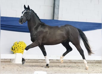Deutsches Reitpony, Hengst, 2 Jahre, 146 cm, Rappe