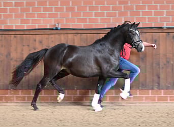 Deutsches Reitpony, Hengst, 2 Jahre, 147 cm, Buckskin