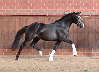Deutsches Reitpony, Hengst, 2 Jahre, 147 cm, Buckskin