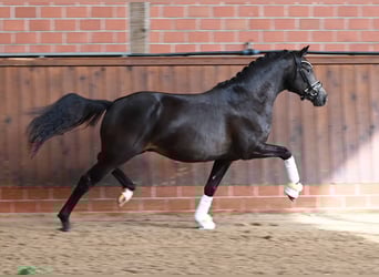 Deutsches Reitpony, Hengst, 2 Jahre, 147 cm, Buckskin