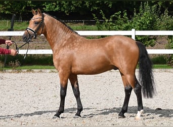 Deutsches Reitpony, Hengst, 2 Jahre, 147 cm, Buckskin