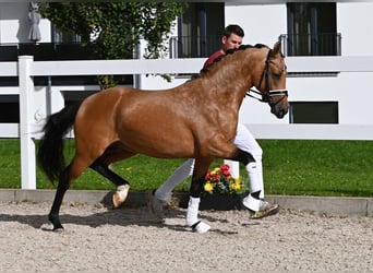 Deutsches Reitpony, Hengst, 2 Jahre, 147 cm, Buckskin