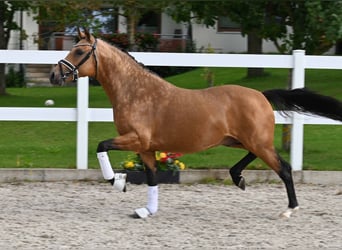 Deutsches Reitpony, Hengst, 2 Jahre, 147 cm, Buckskin