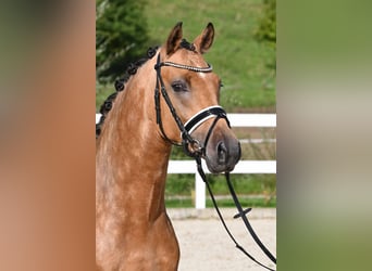 Deutsches Reitpony, Hengst, 2 Jahre, 147 cm, Buckskin