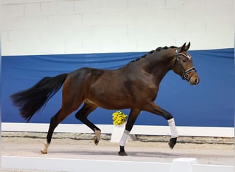 Deutsches Reitpony, Hengst, 2 Jahre, 147 cm, Dunkelbrauner