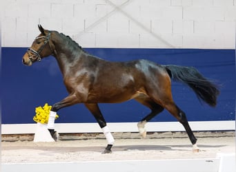 Deutsches Reitpony, Hengst, 2 Jahre, 147 cm, Dunkelbrauner