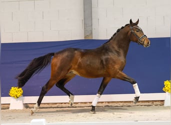 Deutsches Reitpony, Hengst, 2 Jahre, 147 cm, Dunkelbrauner