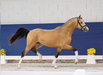 Deutsches Reitpony, Hengst, 2 Jahre, 147 cm, Falbe