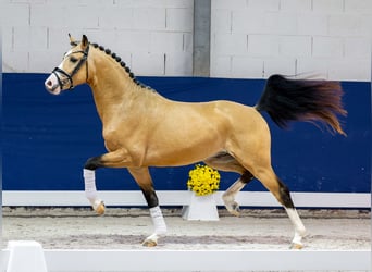 Deutsches Reitpony, Hengst, 2 Jahre, 147 cm, Falbe