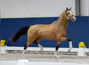 Deutsches Reitpony, Hengst, 2 Jahre, 147 cm, Falbe