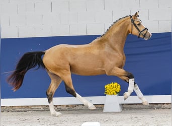 Deutsches Reitpony, Hengst, 2 Jahre, 147 cm, Falbe