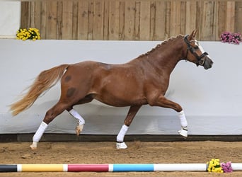 Deutsches Reitpony, Hengst, 2 Jahre, 147 cm, Fuchs