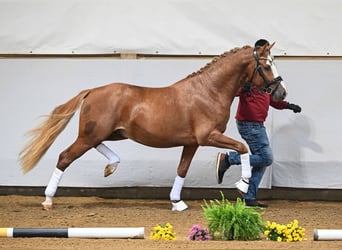 Deutsches Reitpony, Hengst, 2 Jahre, 147 cm, Fuchs