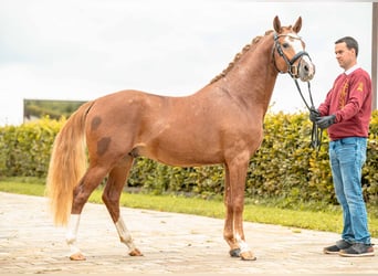Deutsches Reitpony, Hengst, 2 Jahre, 147 cm, Fuchs