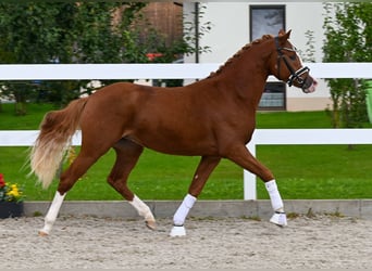 Deutsches Reitpony, Hengst, 2 Jahre, 147 cm, Fuchs