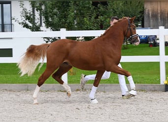Deutsches Reitpony, Hengst, 2 Jahre, 147 cm, Fuchs