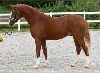 Deutsches Reitpony, Hengst, 2 Jahre, 147 cm, Fuchs
