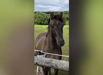 Deutsches Reitpony, Hengst, 2 Jahre, 147 cm, Grullo