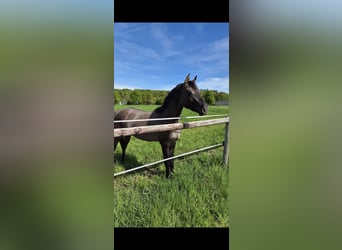 Deutsches Reitpony, Hengst, 2 Jahre, 147 cm, Grullo