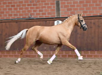 Deutsches Reitpony, Hengst, 2 Jahre, 147 cm, Palomino