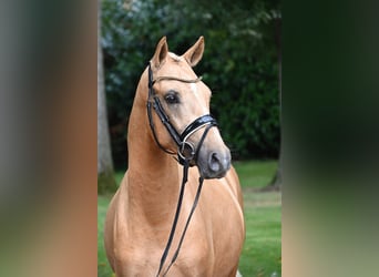 Deutsches Reitpony, Hengst, 2 Jahre, 147 cm, Palomino