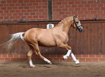 Deutsches Reitpony, Hengst, 2 Jahre, 147 cm, Palomino