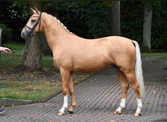 Deutsches Reitpony, Hengst, 2 Jahre, 147 cm, Palomino