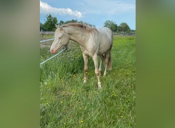 Deutsches Reitpony, Hengst, 2 Jahre, 147 cm, Perlino