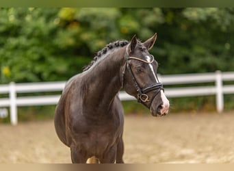 Deutsches Reitpony, Hengst, 2 Jahre, 147 cm, Rappe