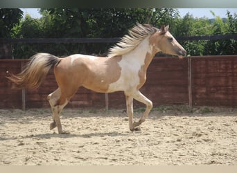 Deutsches Reitpony, Hengst, 2 Jahre, 147 cm, Schecke