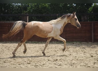 Deutsches Reitpony, Hengst, 2 Jahre, 147 cm, Schecke