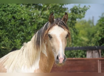 Deutsches Reitpony, Hengst, 2 Jahre, 147 cm, Schecke