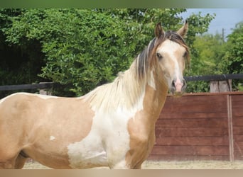 Deutsches Reitpony, Hengst, 2 Jahre, 147 cm, Schecke