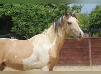 Deutsches Reitpony, Hengst, 2 Jahre, 147 cm, Schecke