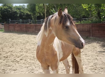 Deutsches Reitpony, Hengst, 2 Jahre, 147 cm, Schecke