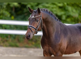 Deutsches Reitpony, Hengst, 2 Jahre, 147 cm, Schwarzbrauner