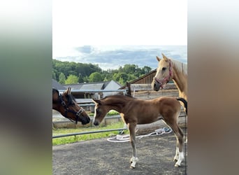 Deutsches Reitpony, Hengst, 2 Jahre, 148 cm, Brauner