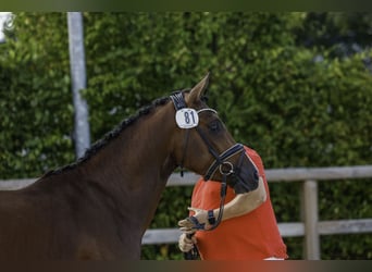 Deutsches Reitpony, Hengst, 2 Jahre, 148 cm, Brauner