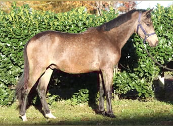 Deutsches Reitpony, Hengst, 2 Jahre, 148 cm, Buckskin
