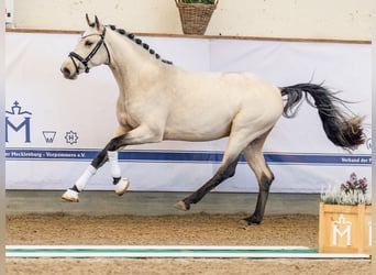 Deutsches Reitpony, Hengst, 2 Jahre, 148 cm, Buckskin
