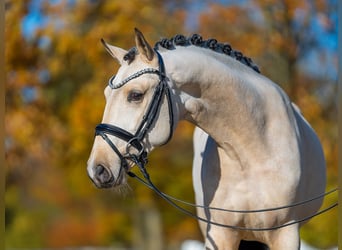 Deutsches Reitpony, Hengst, 2 Jahre, 148 cm, Buckskin