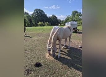 Deutsches Reitpony, Hengst, 2 Jahre, 148 cm, Cremello
