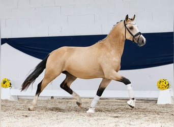 Deutsches Reitpony, Hengst, 2 Jahre, 148 cm, Falbe