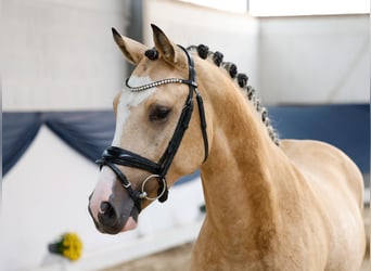 Deutsches Reitpony, Hengst, 2 Jahre, 148 cm, Falbe