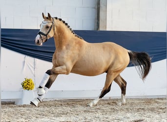 Deutsches Reitpony, Hengst, 2 Jahre, 148 cm, Falbe